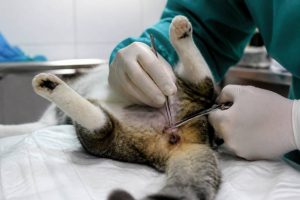 Penectomia em gato: o que é, quando é indicada e quais os cuidados essenciais